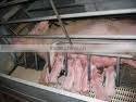 farrowing crate
