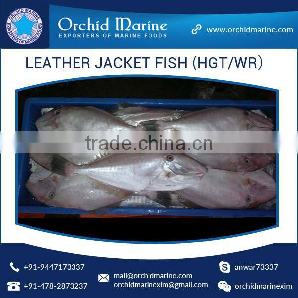 Best Frozen Whole Round Leather Jacket Fish at Best Price