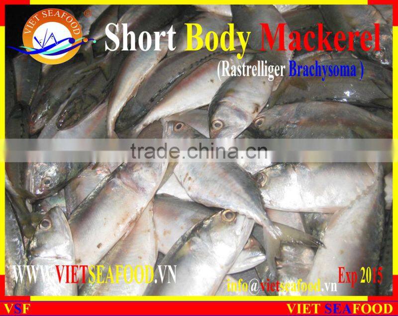 FROZEN SHORT BODY MACKEREL WHOLE ROUND