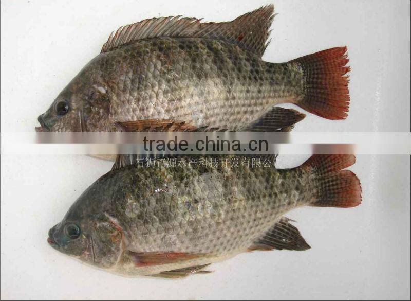 Frozen tilapia fish BQF/IQF