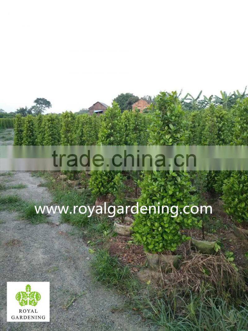 Ficus panda christmas tree ( cone shape) high 1.6m 2.3m 2.5m