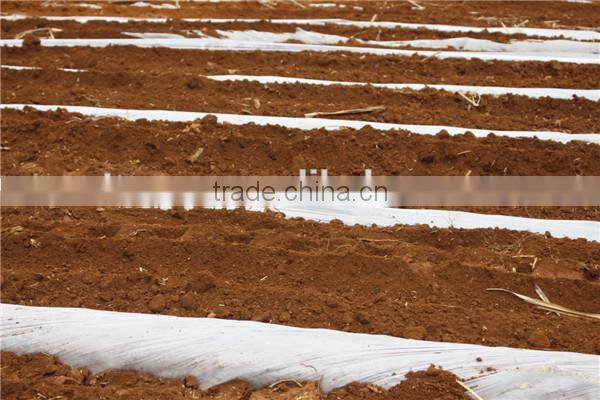 Large sugarcane plantation adopt mini sugarcane machine of sugarcane planter for planting