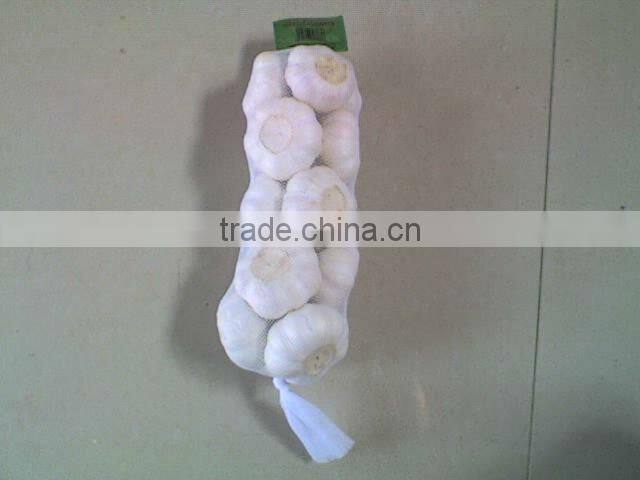 6cm pure white garlic