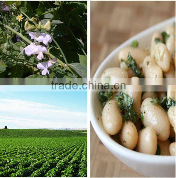 Large White Kidney Beans / Butter beans 2014