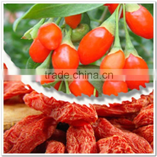 medium size fresh chinese organic chestnut