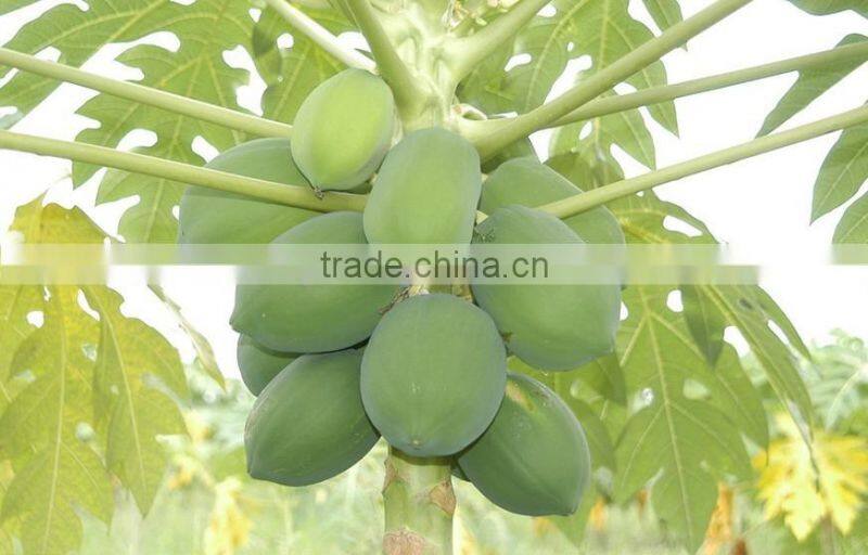 Papaya tree seedling