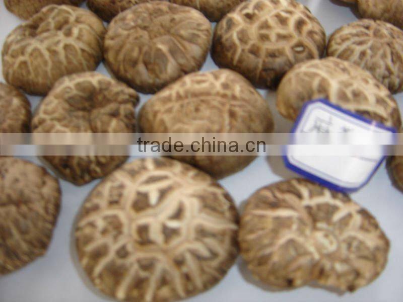 2015 new crop shiitake mushroom ,Top quality flower mushroom