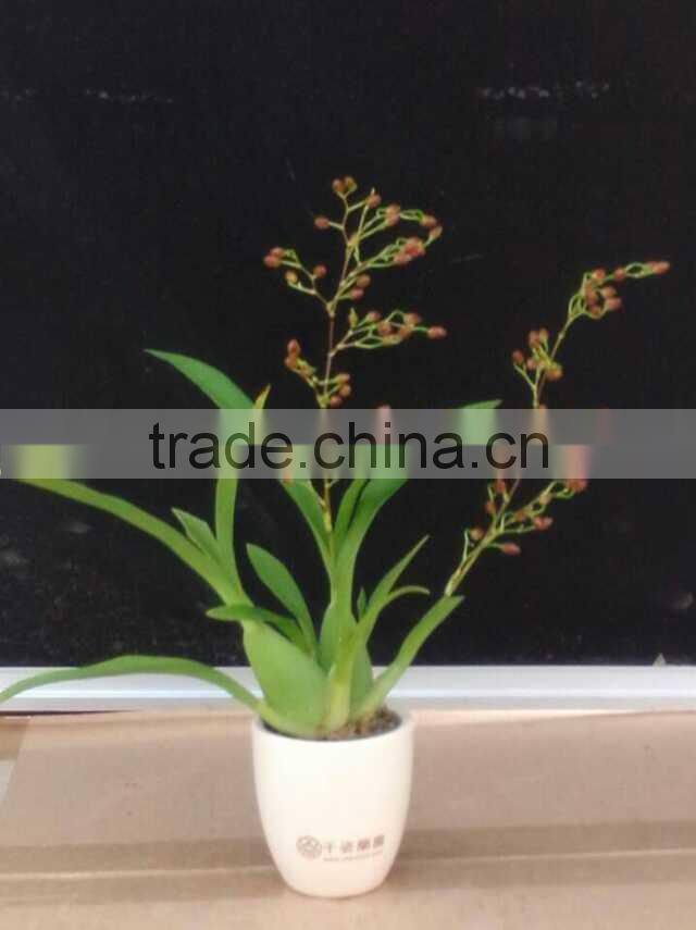 live Oncidium orchid plant