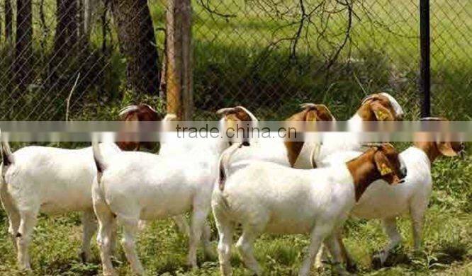 UHF RFID animal ear tags with barcode /qr code for tracking identification management