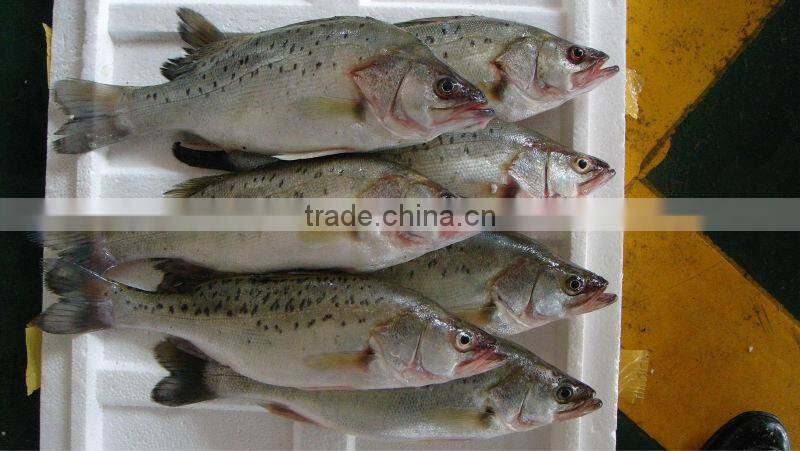 Frozen seabass lateolabrax japinicus from Zhejiang of China