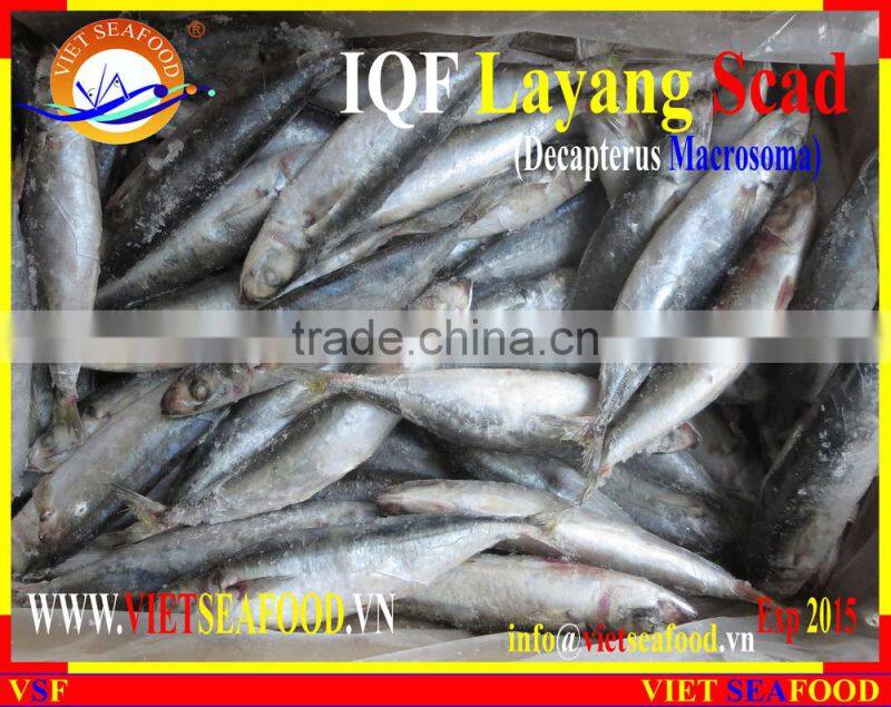 IQF LAYANG SCAD WHOLE ROUND