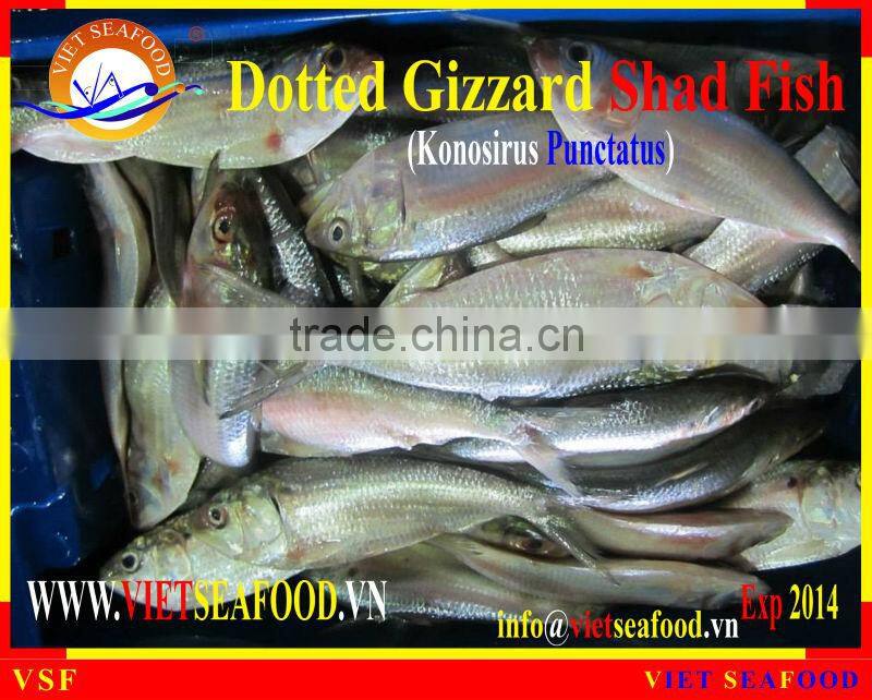 FROZEN W/R DOTTED GIZZARD SHAD FISH