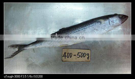 spanish mackerel fish new coming