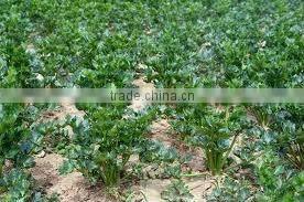 Celery Seed Oil (Fresh & Pure)