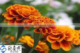 macular degeneration lutein