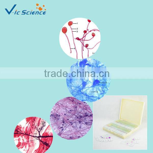 Basic GCSE slides set glass prepared slides