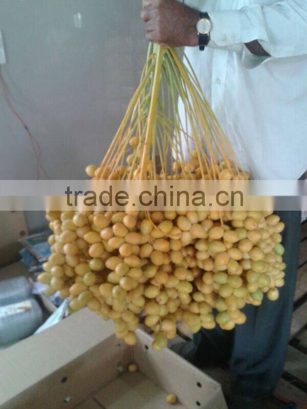 Palm Dates from India