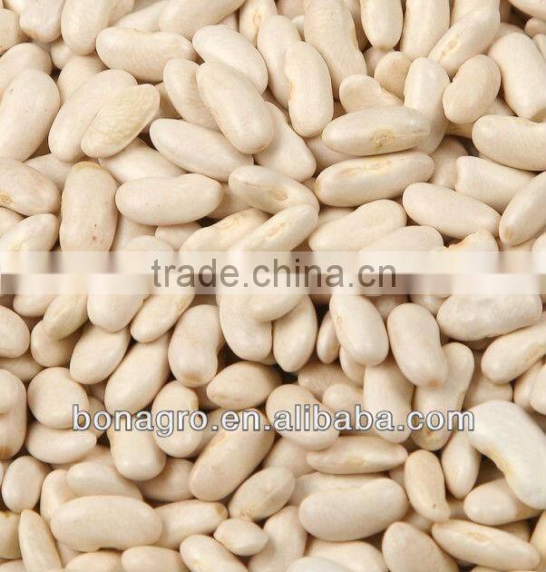 Wholesale Sunflower Seeds