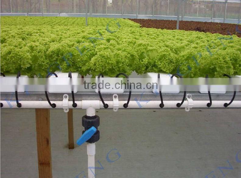 Agricultural baby lettuce cultivation greenhouse