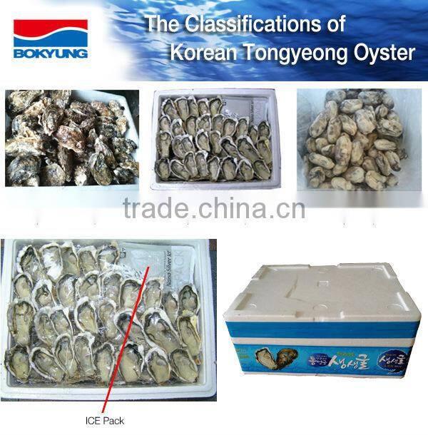 Sanintary Production Korea Tongyeong Pacific Oyster (I.Q.F / Frozen Oyster)