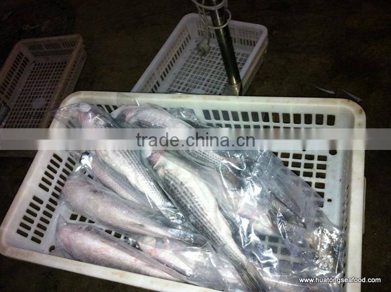 BQF grey mullet whole round ,1000+g Mugil Cephalus