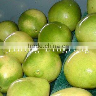 2015 new crop of the pomelo