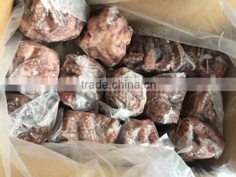2016 Frozen baby octopus 20-60g/pcs for sale
