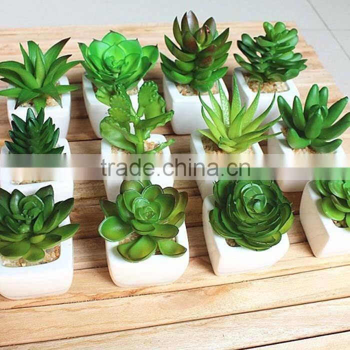 3 inches squared mini pot plant