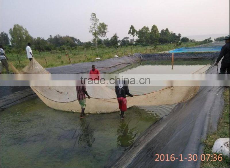 the traditional aguaculture system for catfish
