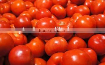 Tomato paste complete plant machinery