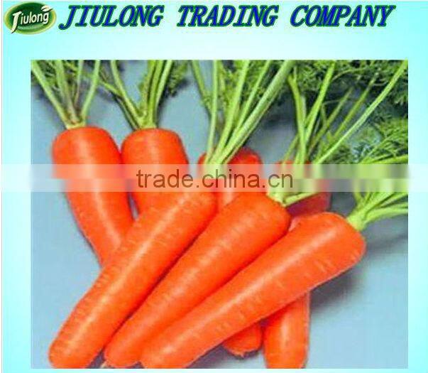 Chinese Fresh carrot hot sale