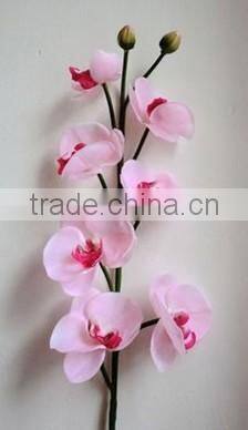silk orchid