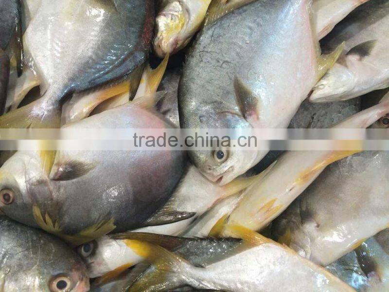 Gain Ocean Food Farm Raised Seafood Available Size Frozen Whole Golden Pompano Fish