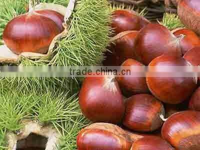 Organic Fresh Chestnuts