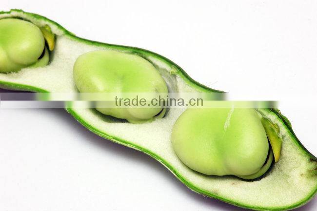 2014 New Broad bean Extract Powder, Broad bean Extract, Broad bean Protein