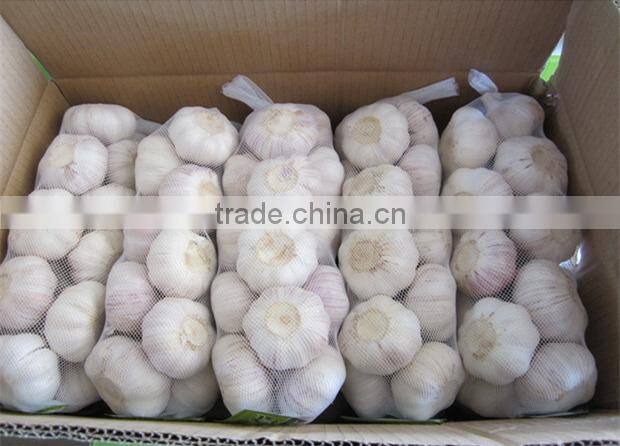 Chinese garlic wholesaler garlic distributor
