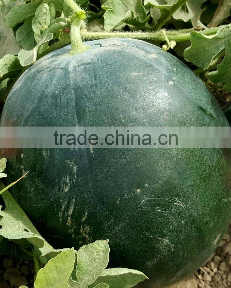 Black Tiger Hybrid Watermelon Seeds