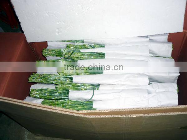 wholesale fresh cut flower of white carnation