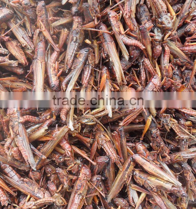 Animal feed supplies Microwave dried locusts dog fish treats