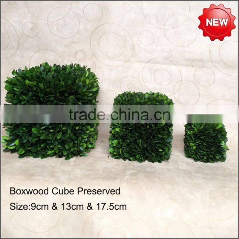 Boxwood hedge preserved