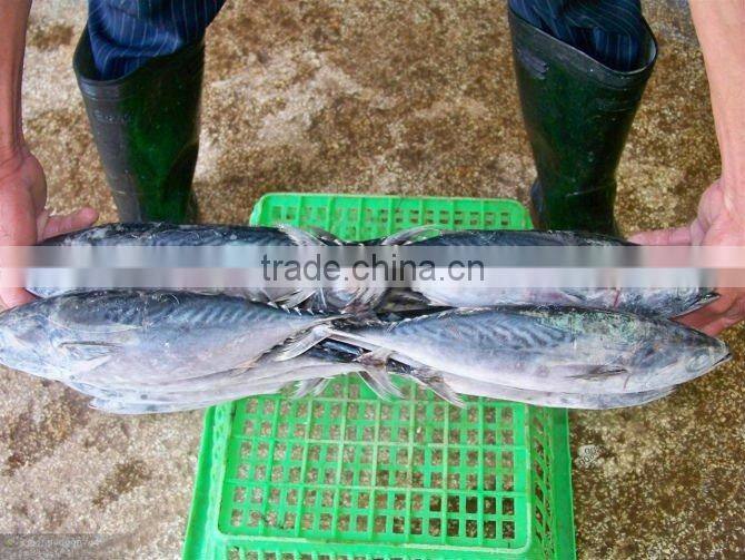 Frozen Bonito