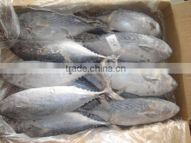 frozen sea food bonito fish