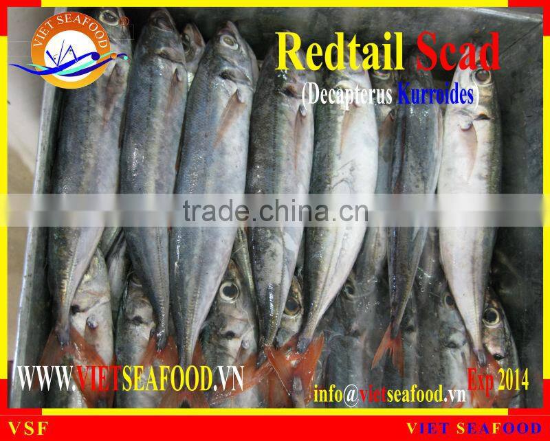 WHOLE FROZEN REDTAIL SCAD