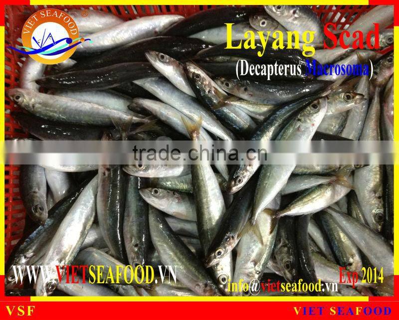 FROZEN LAYANG SCAD WHOLE ROUND