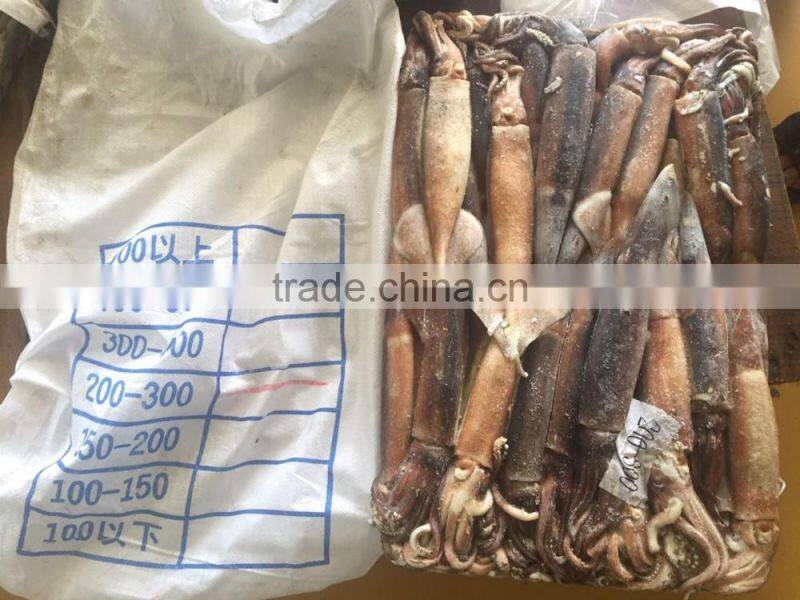 frozen argentina squid for fish bait