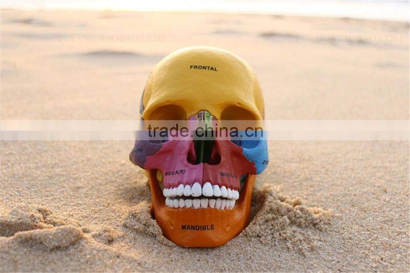 Human Skull Model of Four-dimension human anatomy/anatomia model, Skull model with Colored Bones, teaching science