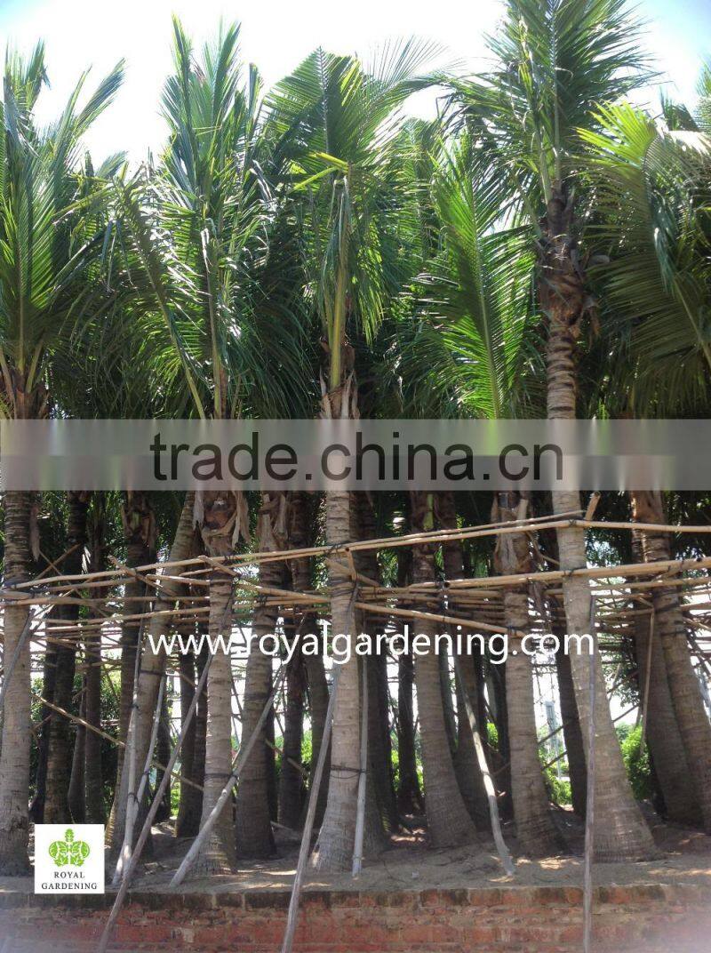 Cocos nucifera palms tree