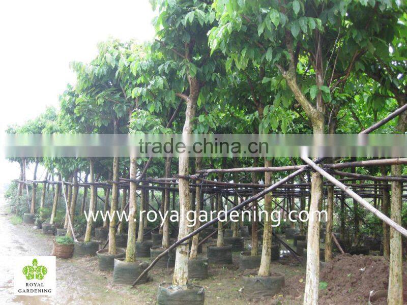 Lagerstroemia speciosa tree