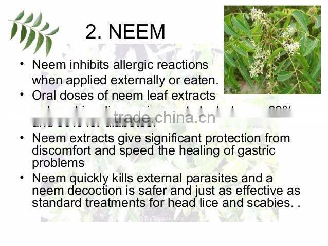 Super Natural Neem Leaf Powder Bulk Producers
