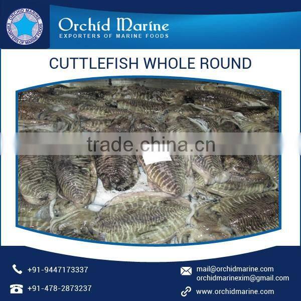 Most Demanding Fresh Cuttlefish Whole Round Available in Tray Packing